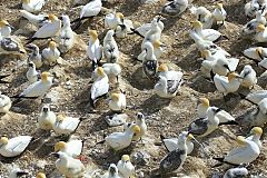 Australasian Gannet